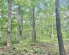 TBD Big Pigeon Road, Procious, West Virginia 25164, 0 , 0 ,0,Lots/land,For Sale,Big Pigeon,0,10166801