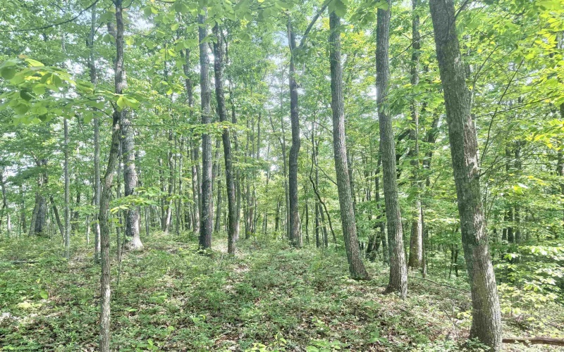 TBD Big Pigeon Road, Procious, West Virginia 25164, 0 , 0 ,0,Lots/land,For Sale,Big Pigeon,0,10166801