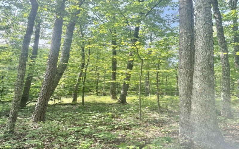 TBD Big Pigeon Road, Procious, West Virginia 25164, 0 , 0 ,0,Lots/land,For Sale,Big Pigeon,0,10166801