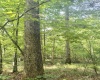 TBD Big Pigeon Road, Procious, West Virginia 25164, 0 , 0 ,0,Lots/land,For Sale,Big Pigeon,0,10166801