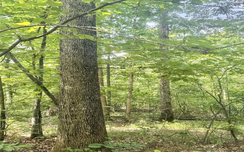 TBD Big Pigeon Road, Procious, West Virginia 25164, 0 , 0 ,0,Lots/land,For Sale,Big Pigeon,0,10166801