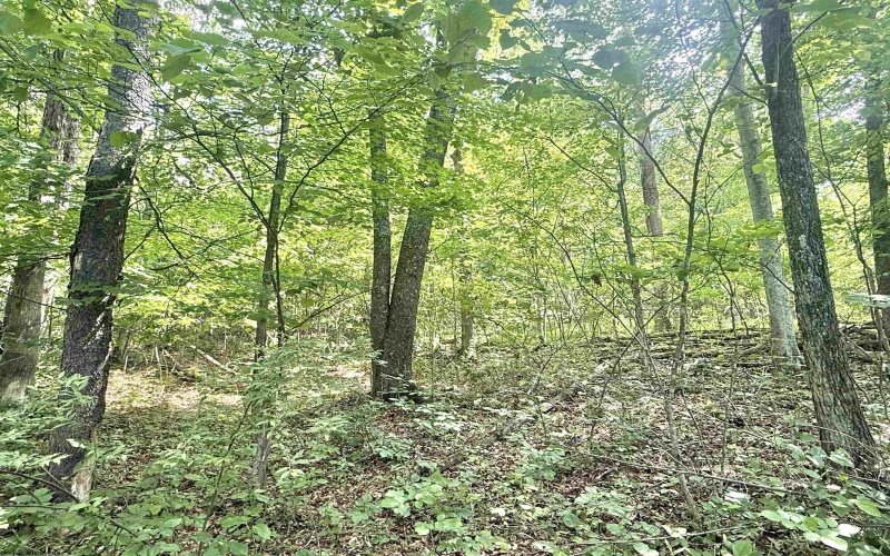 TBD Big Pigeon Road, Procious, West Virginia 25164, 0 , 0 ,0,Lots/land,For Sale,Big Pigeon,0,10166801