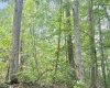 TBD Big Pigeon Road, Procious, West Virginia 25164, 0 , 0 ,0,Lots/land,For Sale,Big Pigeon,0,10166801