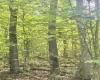 TBD Big Pigeon Road, Procious, West Virginia 25164, 0 , 0 ,0,Lots/land,For Sale,Big Pigeon,0,10166801