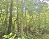 TBD Big Pigeon Road, Procious, West Virginia 25164, 0 , 0 ,0,Lots/land,For Sale,Big Pigeon,0,10166801