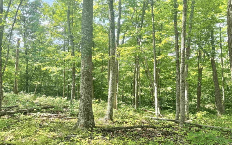 TBD Big Pigeon Road, Procious, West Virginia 25164, 0 , 0 ,0,Lots/land,For Sale,Big Pigeon,0,10166801