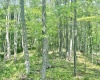 TBD Big Pigeon Road, Procious, West Virginia 25164, 0 , 0 ,0,Lots/land,For Sale,Big Pigeon,0,10166801