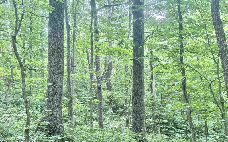 TBD Big Pigeon Road, Procious, West Virginia 25164, 0 , 0 ,0,Lots/land,For Sale,Big Pigeon,0,10166801