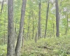 TBD Big Pigeon Road, Procious, West Virginia 25164, 0 , 0 ,0,Lots/land,For Sale,Big Pigeon,0,10166801