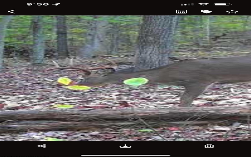 TBD Big Pigeon Road, Procious, West Virginia 25164, 0 , 0 ,0,Lots/land,For Sale,Big Pigeon,0,10166801