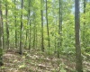 TBD Big Pigeon Road, Procious, West Virginia 25164, 0 , 0 ,0,Lots/land,For Sale,Big Pigeon,0,10166801