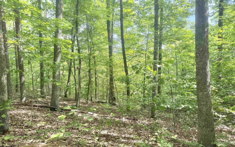TBD Big Pigeon Road, Procious, West Virginia 25164, 0 , 0 ,0,Lots/land,For Sale,Big Pigeon,0,10166801