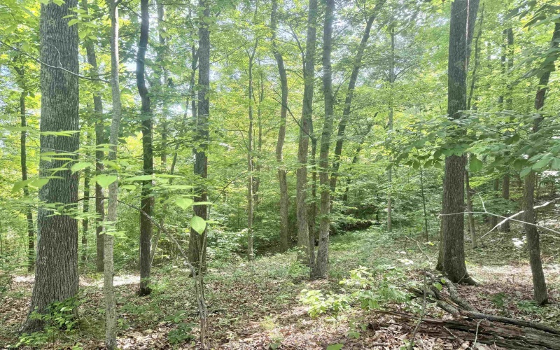 TBD Big Pigeon Road, Procious, West Virginia 25164, 0 , 0 ,0,Lots/land,For Sale,Big Pigeon,0,10166801