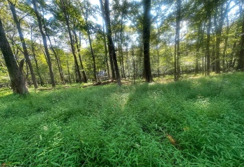 Lot 163 Anemone Lane, Terra Alta, West Virginia 26764, 0 , 0 ,0,Lots/land,For Sale,Anemone,0,10166868