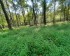 Lot 163 Anemone Lane, Terra Alta, West Virginia 26764, 0 , 0 ,0,Lots/land,For Sale,Anemone,0,10166868