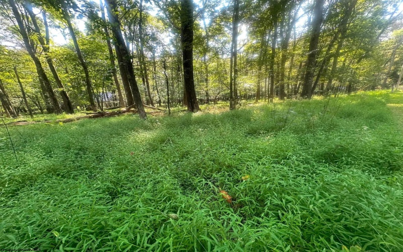 Lot 163 Anemone Lane, Terra Alta, West Virginia 26764, 0 , 0 ,0,Lots/land,For Sale,Anemone,0,10166868
