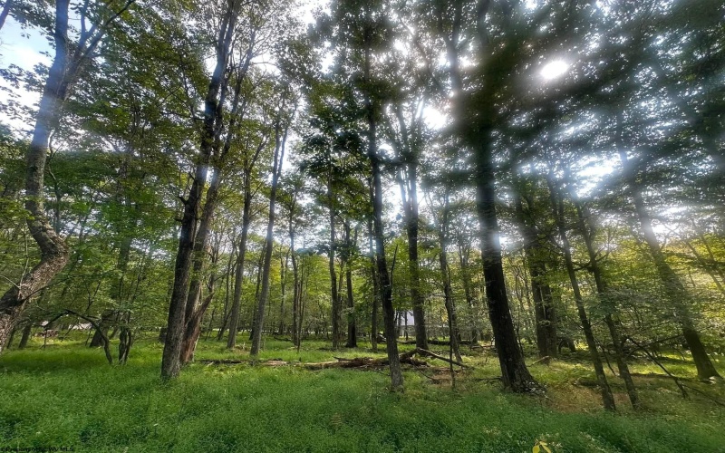 Lot 163 Anemone Lane, Terra Alta, West Virginia 26764, 0 , 0 ,0,Lots/land,For Sale,Anemone,0,10166868