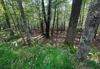 51 Beebalm Court, Terra Alta, West Virginia 26764, 0 , 0 ,0,Lots/land,For Sale,Beebalm,0,10166864