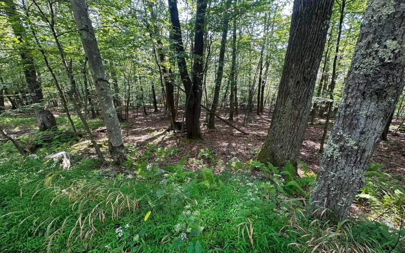 51 Beebalm Court, Terra Alta, West Virginia 26764, 0 , 0 ,0,Lots/land,For Sale,Beebalm,0,10166864