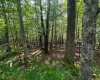 51 Beebalm Court, Terra Alta, West Virginia 26764, 0 , 0 ,0,Lots/land,For Sale,Beebalm,0,10166864