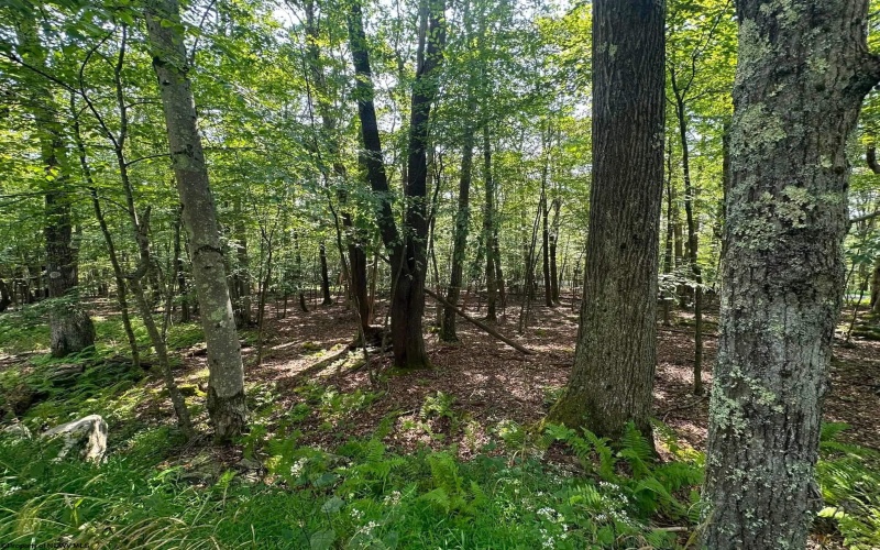 51 Beebalm Court, Terra Alta, West Virginia 26764, 0 , 0 ,0,Lots/land,For Sale,Beebalm,0,10166864