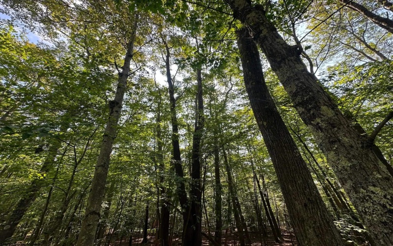 51 Beebalm Court, Terra Alta, West Virginia 26764, 0 , 0 ,0,Lots/land,For Sale,Beebalm,0,10166864