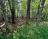 51 Beebalm Court, Terra Alta, West Virginia 26764, 0 , 0 ,0,Lots/land,For Sale,Beebalm,0,10166864