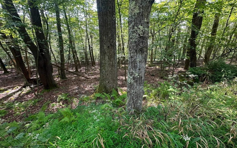 51 Beebalm Court, Terra Alta, West Virginia 26764, 0 , 0 ,0,Lots/land,For Sale,Beebalm,0,10166864