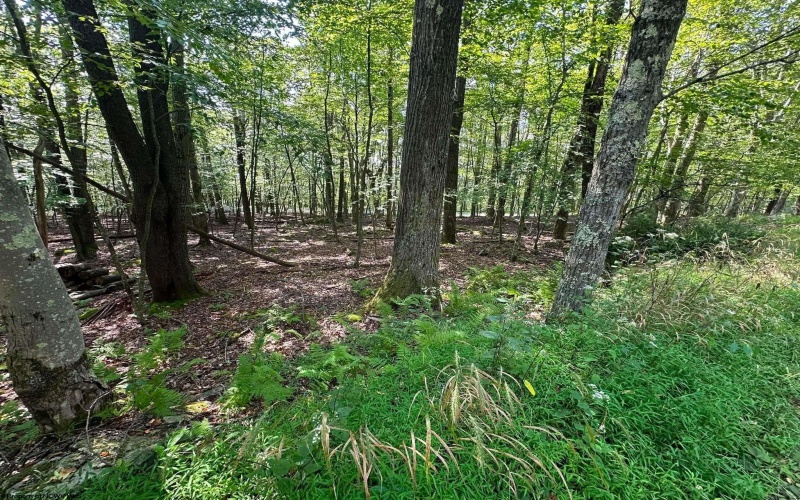51 Beebalm Court, Terra Alta, West Virginia 26764, 0 , 0 ,0,Lots/land,For Sale,Beebalm,0,10166864