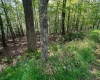 51 Beebalm Court, Terra Alta, West Virginia 26764, 0 , 0 ,0,Lots/land,For Sale,Beebalm,0,10166864