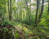 112 Hikers Challenge Road, Davis, West Virginia 26260, 0 , 0 ,0,Lots/land,For Sale,Hikers Challenge,0,10166895