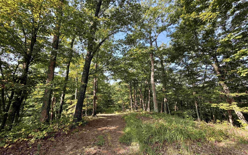 TBD Elderberry Road, Coxs Mill, West Virginia 26349, 0 , 0 ,0,Lots/land,For Sale,Elderberry,0,10166877