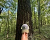 TBD Elderberry Road, Coxs Mill, West Virginia 26349, 0 , 0 ,0,Lots/land,For Sale,Elderberry,0,10166877
