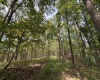 TBD Elderberry Road, Coxs Mill, West Virginia 26349, 0 , 0 ,0,Lots/land,For Sale,Elderberry,0,10166877