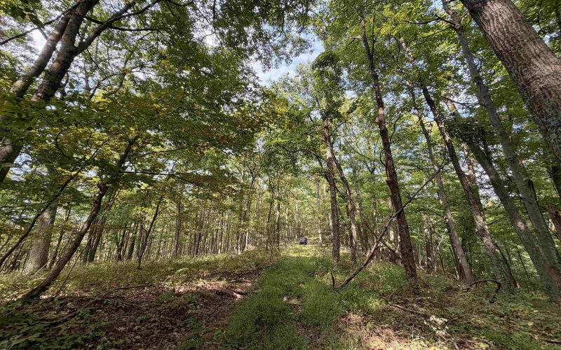 TBD Elderberry Road, Coxs Mill, West Virginia 26349, 0 , 0 ,0,Lots/land,For Sale,Elderberry,0,10166877