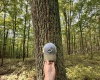 TBD Elderberry Road, Coxs Mill, West Virginia 26349, 0 , 0 ,0,Lots/land,For Sale,Elderberry,0,10166877