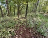TBD Elderberry Road, Coxs Mill, West Virginia 26349, 0 , 0 ,0,Lots/land,For Sale,Elderberry,0,10166877