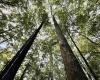 TBD Elderberry Road, Coxs Mill, West Virginia 26349, 0 , 0 ,0,Lots/land,For Sale,Elderberry,0,10166877