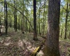 TBD Elderberry Road, Coxs Mill, West Virginia 26349, 0 , 0 ,0,Lots/land,For Sale,Elderberry,0,10166877