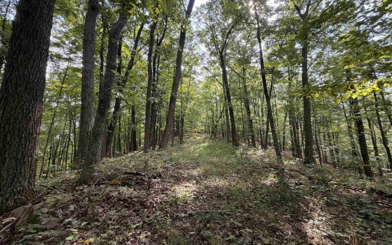TBD Elderberry Road, Coxs Mill, West Virginia 26349, 0 , 0 ,0,Lots/land,For Sale,Elderberry,0,10166877