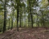 TBD Elderberry Road, Coxs Mill, West Virginia 26349, 0 , 0 ,0,Lots/land,For Sale,Elderberry,0,10166877