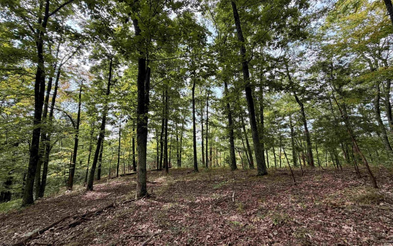 TBD Elderberry Road, Coxs Mill, West Virginia 26349, 0 , 0 ,0,Lots/land,For Sale,Elderberry,0,10166877