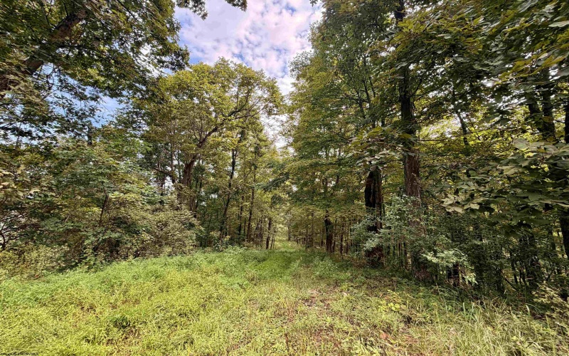 TBD Elderberry Road, Coxs Mill, West Virginia 26349, 0 , 0 ,0,Lots/land,For Sale,Elderberry,0,10166877
