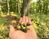 TBD Elderberry Road, Coxs Mill, West Virginia 26349, 0 , 0 ,0,Lots/land,For Sale,Elderberry,0,10166877