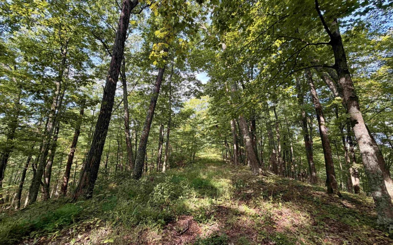 TBD Elderberry Road, Coxs Mill, West Virginia 26349, 0 , 0 ,0,Lots/land,For Sale,Elderberry,0,10166877