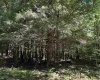 16 Black Bear Trail, Davis, West Virginia 26260, 0 , 0 ,0,Lots/land,For Sale,Black Bear,0,10166883 16 Black Bear Trail, Davis, West Virginia 26260, 0 , 0 ,0,Lots/land,For Sale,Black Bear,0,10166883