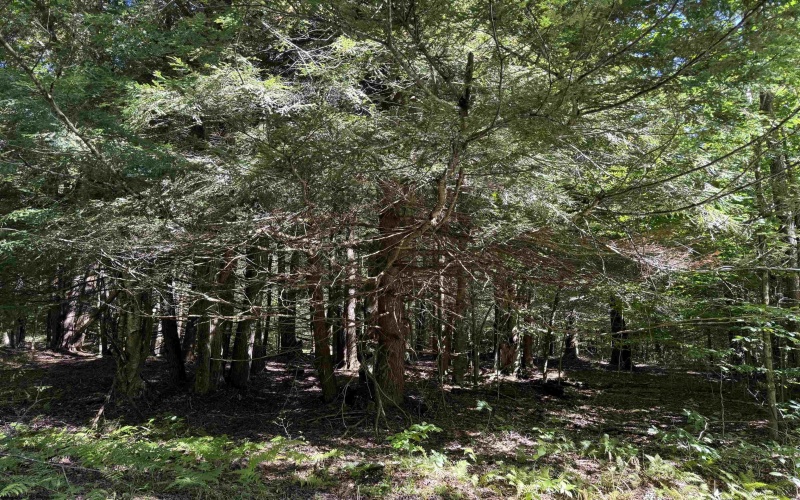 16 Black Bear Trail, Davis, West Virginia 26260, 0 , 0 ,0,Lots/land,For Sale,Black Bear,0,10166883 16 Black Bear Trail, Davis, West Virginia 26260, 0 , 0 ,0,Lots/land,For Sale,Black Bear,0,10166883