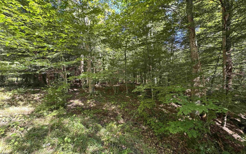16 Black Bear Trail, Davis, West Virginia 26260, 0 , 0 ,0,Lots/land,For Sale,Black Bear,0,10166883 16 Black Bear Trail, Davis, West Virginia 26260, 0 , 0 ,0,Lots/land,For Sale,Black Bear,0,10166883