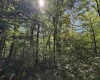 16 Black Bear Trail, Davis, West Virginia 26260, 0 , 0 ,0,Lots/land,For Sale,Black Bear,0,10166883 16 Black Bear Trail, Davis, West Virginia 26260, 0 , 0 ,0,Lots/land,For Sale,Black Bear,0,10166883