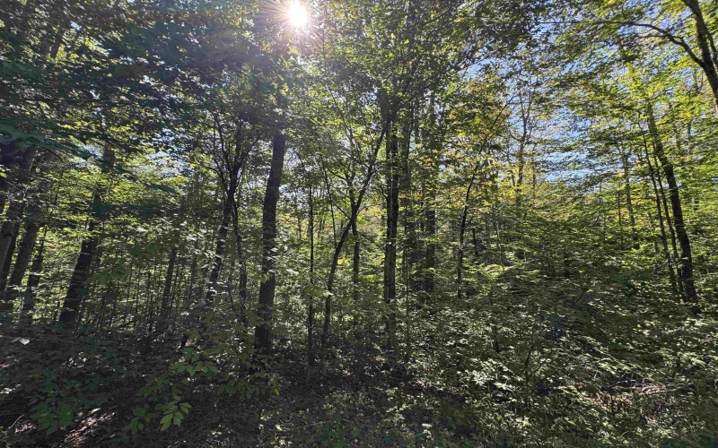 16 Black Bear Trail, Davis, West Virginia 26260, 0 , 0 ,0,Lots/land,For Sale,Black Bear,0,10166883 16 Black Bear Trail, Davis, West Virginia 26260, 0 , 0 ,0,Lots/land,For Sale,Black Bear,0,10166883
